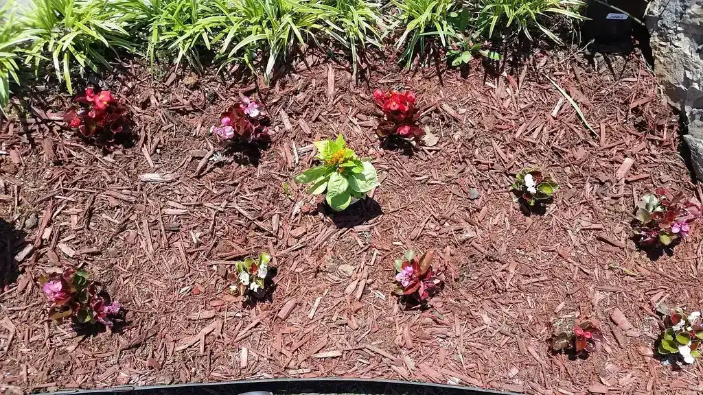 Fresh bedding plants set into turned red mulch at a commercial property maintained by Rainey's